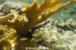 Dog Island in the British Virgin Islands had quite a vari... by Bruce Campbell 